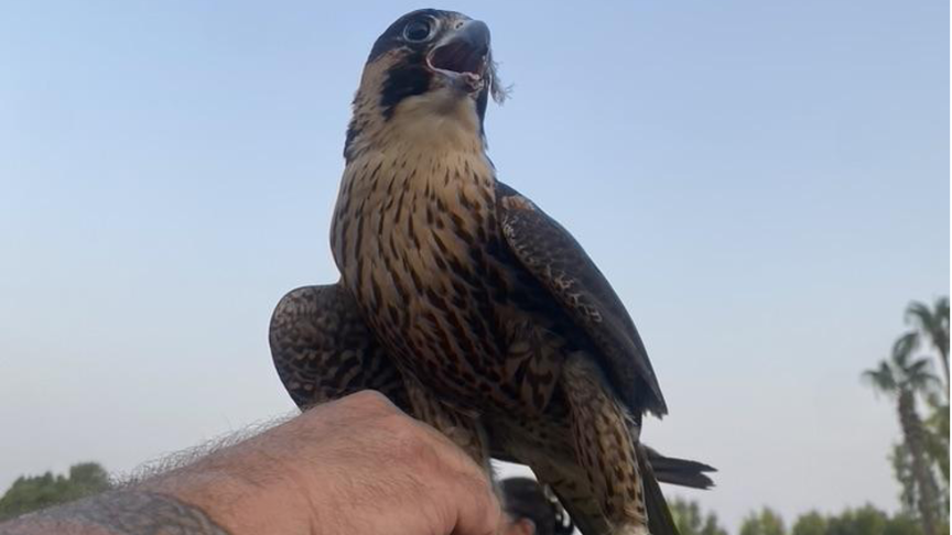 falconry Dubai UAE